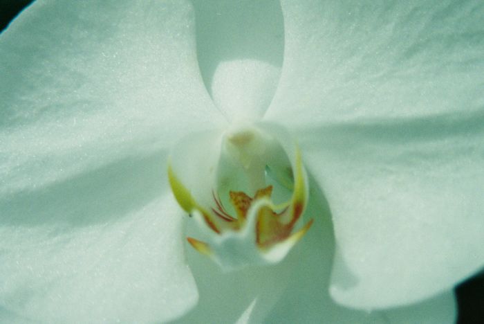 Shapes in a White Orchid